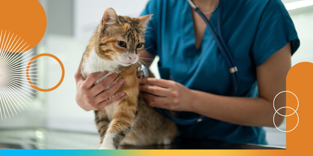 Veterinary with Vets for Pets